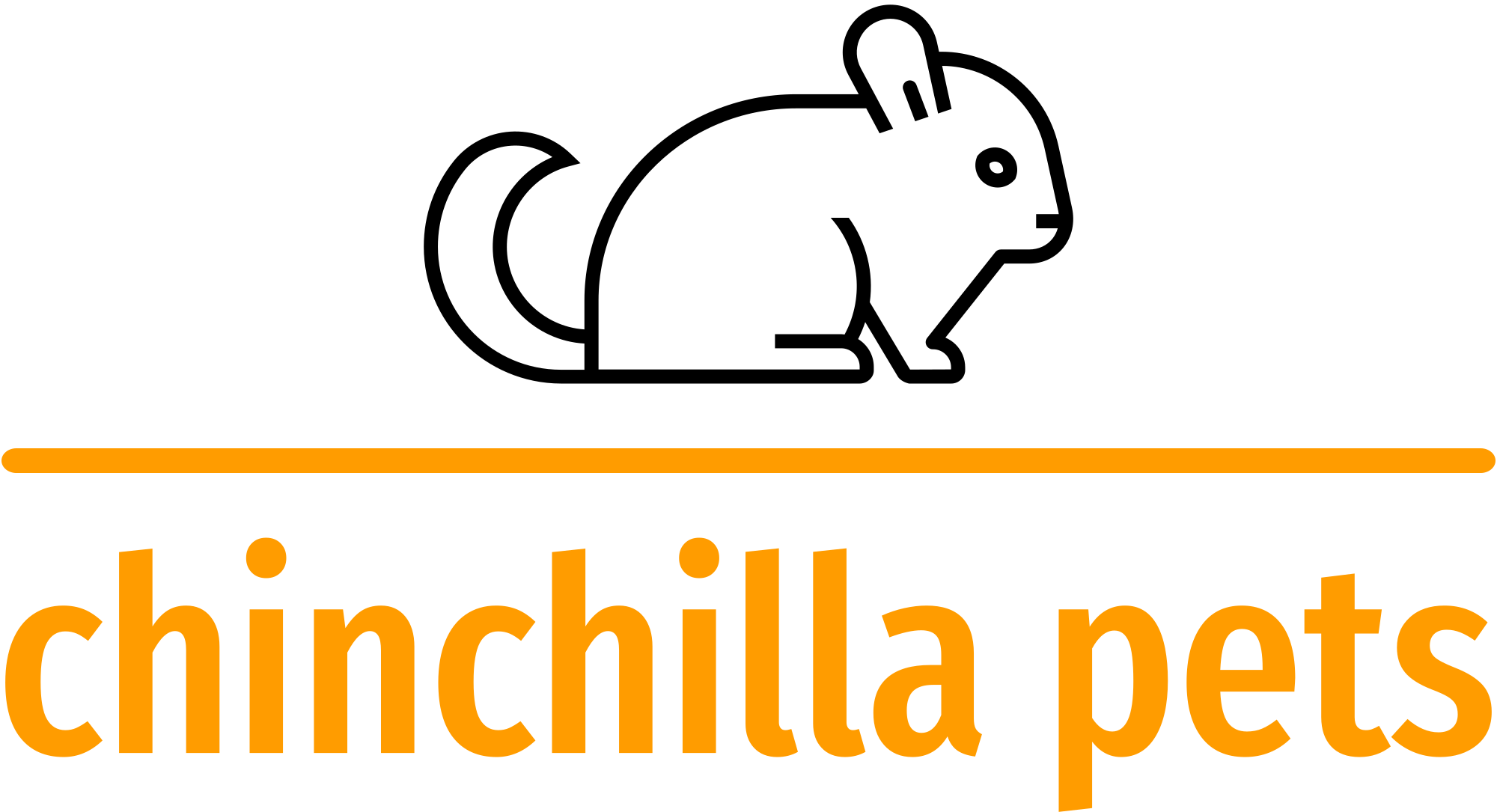 baby chinchilla